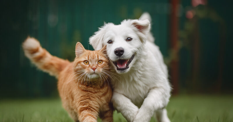 Pojišťujete psa nebo kočku? Dejte si pozor na těchto 7 věcí