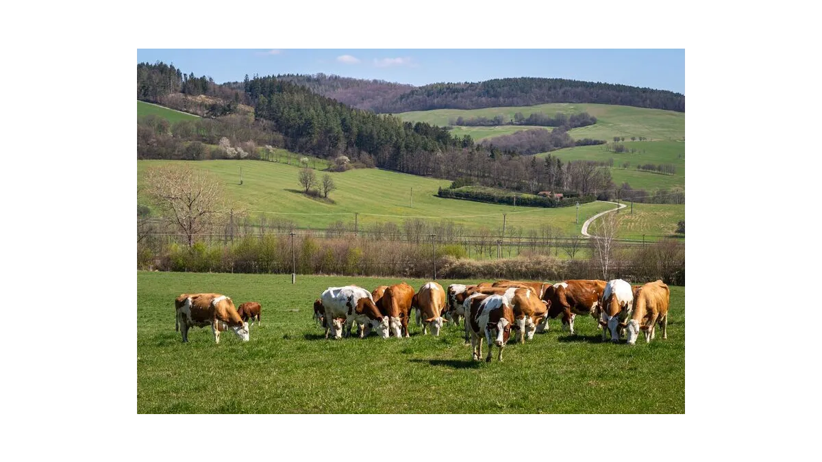 Podpora welfare zvířat: Co si myslí Češi?